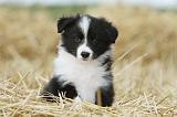 BORDER COLLIE 600